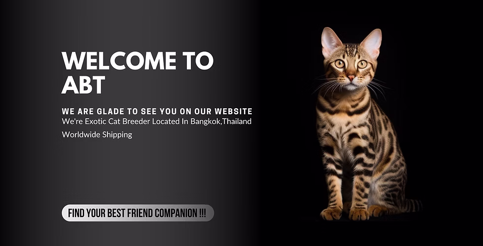 แมวเบงกอล,แมวคาราเคิล,แมวเซอร์วัล,Bengalcat,Caracal,Serval